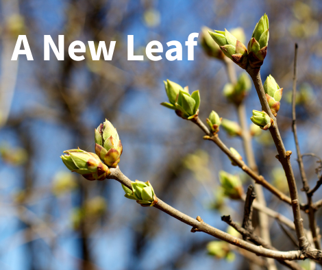 A New Leaf for the Catholic Foundation of Southern MN in 2025